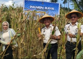 Lapas Tondano Panen Raya, Dukung Ketahanan Pangan dan Pembinaan Warga Binaan